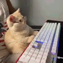 Cat wearing glasses typing on keyboard