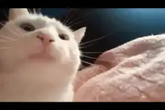 white cat sniffing pink blanket