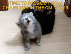 Grey kitten falls over asleep