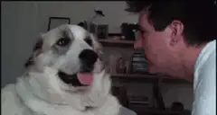 dog licks man's face