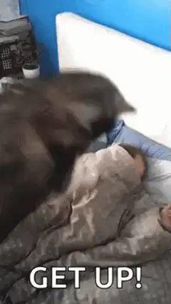 dog jumps on sleeping person get up
