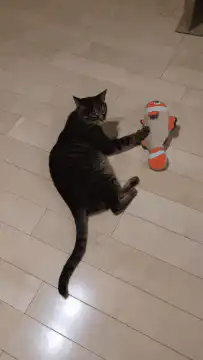 cat playing with clown fish toy