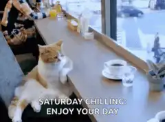 Cat relaxing at cafe counter