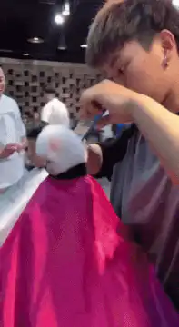Grooming a fluffy white dog