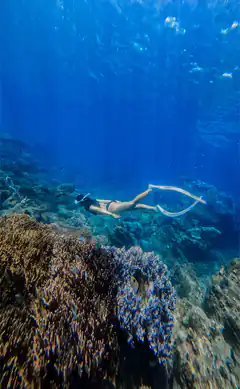 Snorkeler swimming over coral reef