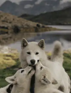 Three white dogs playing by a lake