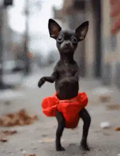 Dancing chihuahua in red tutu