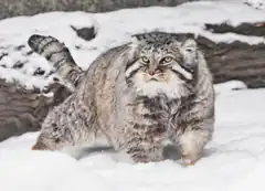 Pallas cat in snow