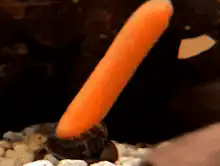 Carrot on snail head