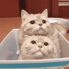Two fluffy cats in a box