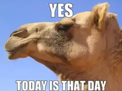 Camel meme today is that day