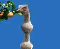 Ostrich head in orange tree