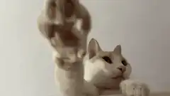 Cat paw reaching out