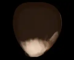 Close up of a cat's face