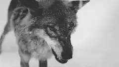 wolf snarling in black and white