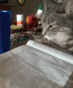 Cat reading a book