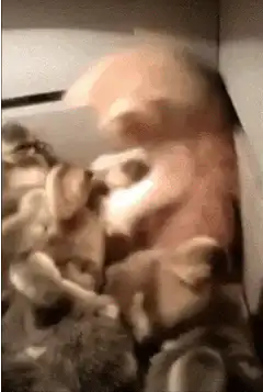 kitten playing with ducklings