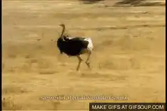 Ostrich running on one leg