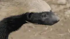 Honey badger head close-up