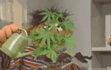 Man watering a marijuana plant