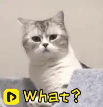 Confused cat looking at camera