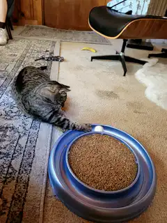 cat plays with ball toy