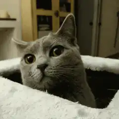 Grey cat upside down in box