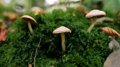 Mushrooms on moss