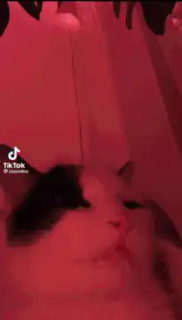 Cat under changing colored lights