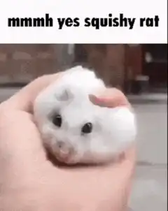 mmmh yes squishy rat