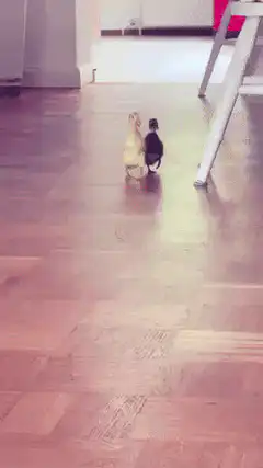 Two ducklings walking on wood floor