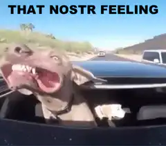 dog enjoying car ride wind