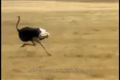 Ostriches running in a field