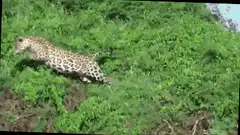 Jaguar pulls caiman from river