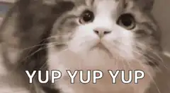 Yup Yup Yup Cat