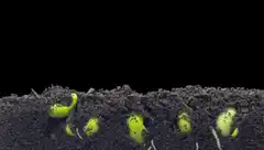 Time-lapse of bean sprouts growing