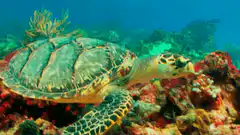 Sea turtle swimming over coral reef