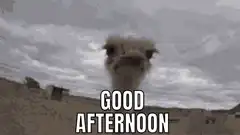 ostrich good afternoon