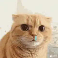 Orange cat with blue booger