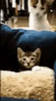 kitten gets head bonked by cat tail