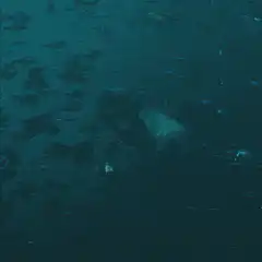 Humpback whale swimming with fish