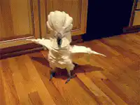 Cockatoo dancing then falls over