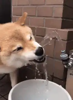 Shiba Inu dog drinking water from a tap
