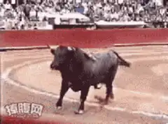 Bull jumps over barrier