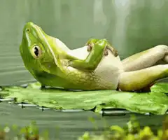 green frog lying on leaf