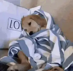 Golden Retriever puppy wrapped in blanket