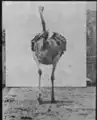 ostrich dancing
