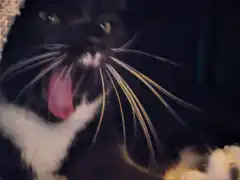 black and white cat yawning