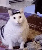 Confused white cat with black hair