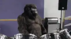 gorilla playing drums